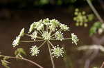 Water hemlock